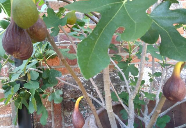 FIGS!  I grow lots of fruit, veg and herbs and one fruit that is loving the sun is the figs with a bumper crop this year.  
Delicious as they are or for a delicious treat halve them, trickle with a little honey and dot with a vey small bit of butter, scatter with flaked or chopped almonds, bake for 15 minutes on medium heat, pop a dollop of ricotta of top of the hot figs and trickle over a bit more honey, lovely!
More figs available in the shop tomorrow!

#organicallyspeaking #organicfigs #eatinseason #hartleywintney